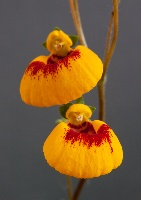Calceolaria hybrid